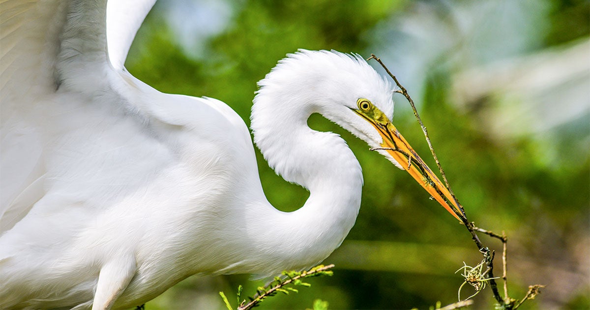 New York leads Eight States in Filing Federal Lawsuit to Restore Bird