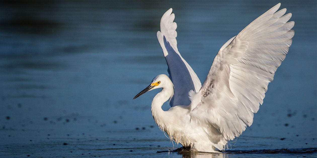 Distinguished Group of Senators Stands Up in Defense of Key Bird Law ...