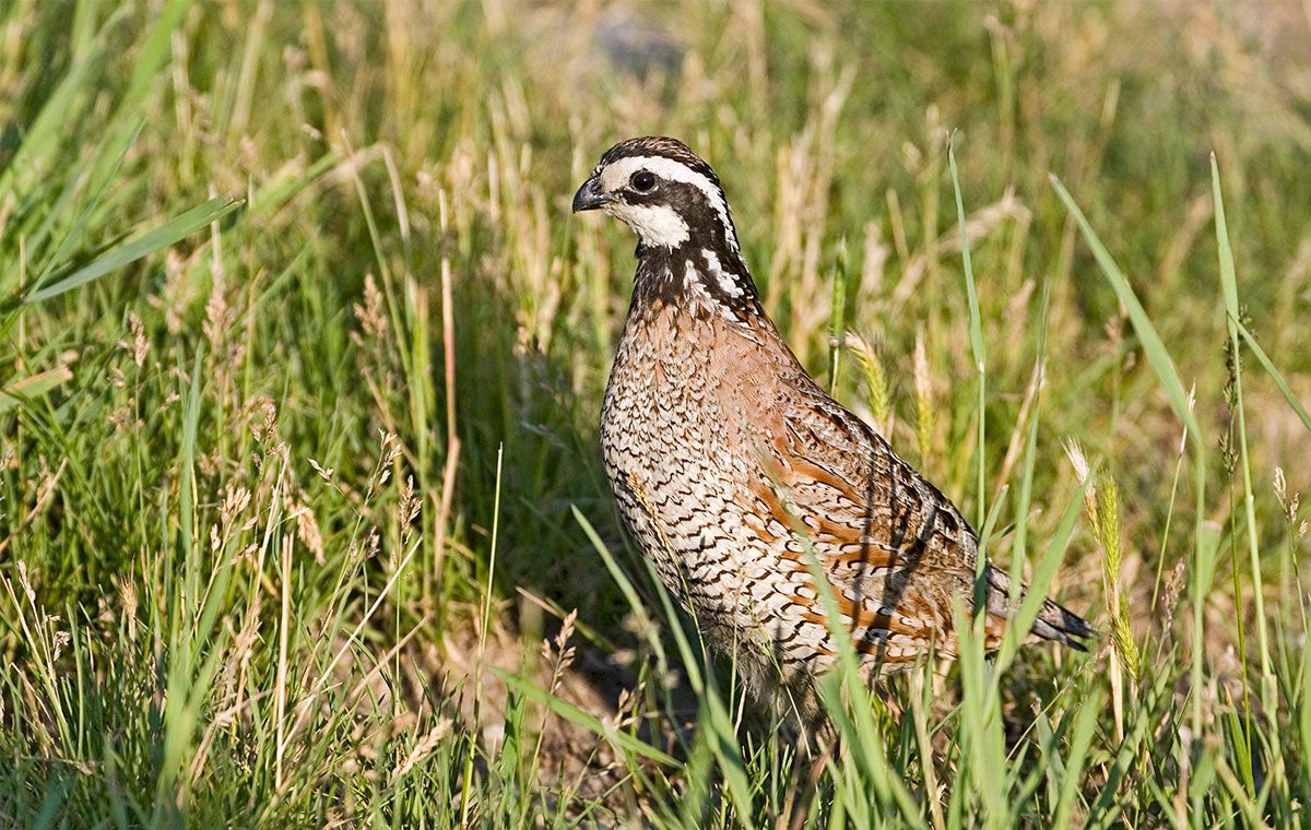 What Comes After Coal? Sometimes the Answer Has Feathers Audubon
