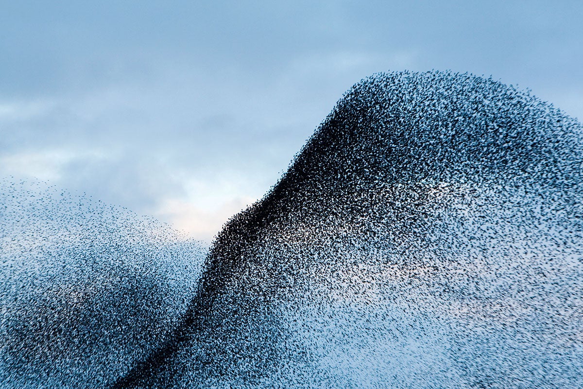 How Starlings Spoke for the Gods in Ancient Rome | Audubon