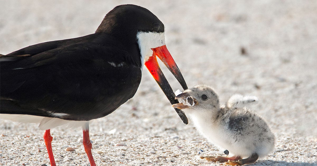 Disturbing Photo Shows a Black Skimmer Feeding a Cigarette Butt to Its  Chick