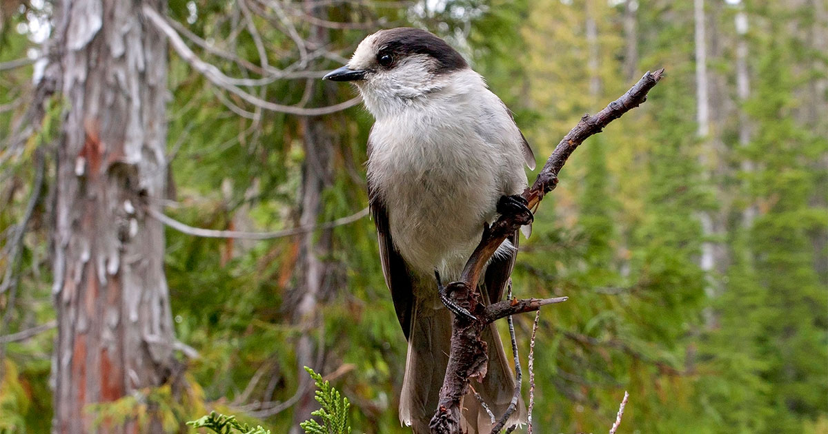www.audubon.org