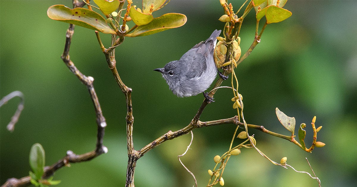 Borneo's Elusive Spectacled Flowerpecker Is No Longer a Mystery