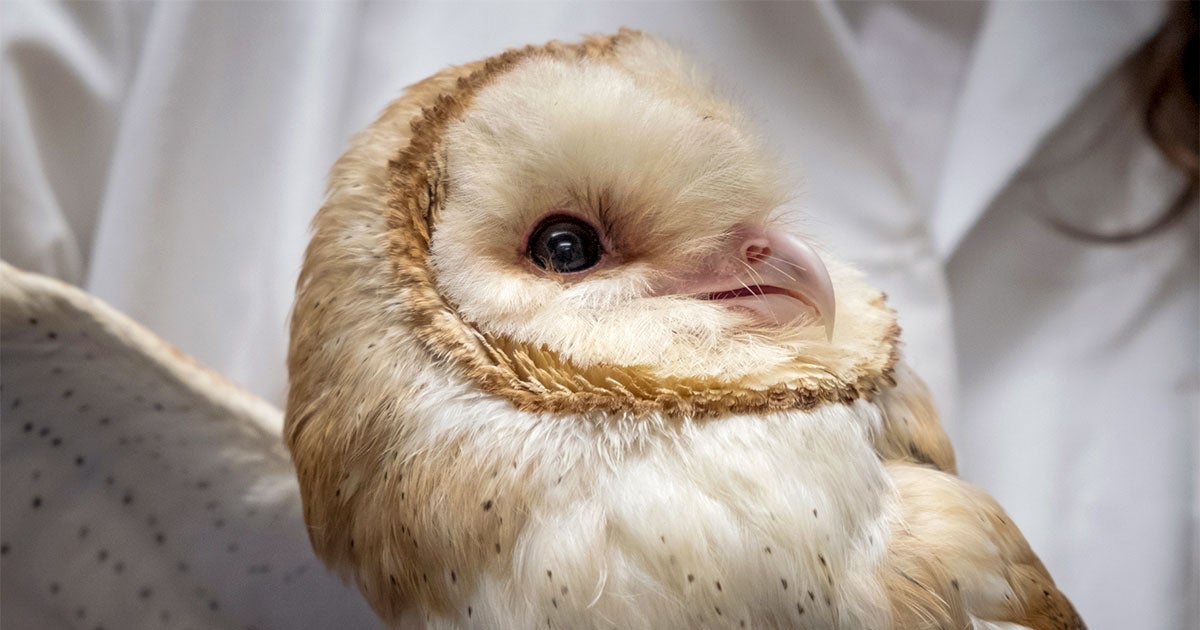 How a Hunting Raptor Could Teach Us to Tune Out Distractions | Audubon