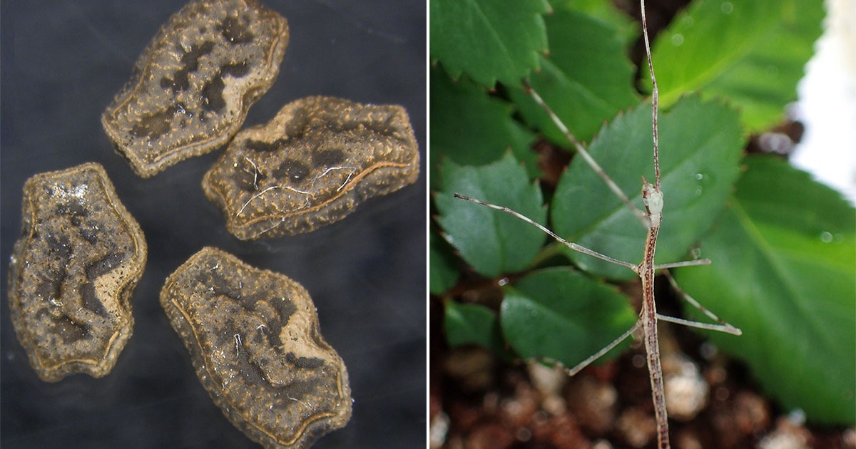 Neat! Stick Insect Eggs Can Survive Being Eaten by Birds | Audubon