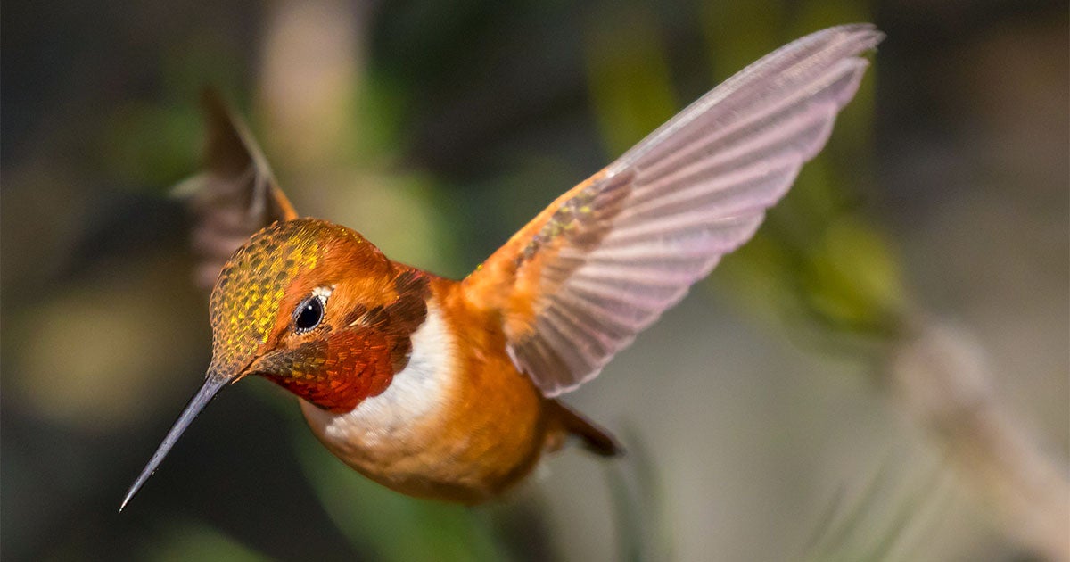 The Origins of Hummingbirds Are Still a Major Mystery | Audubon