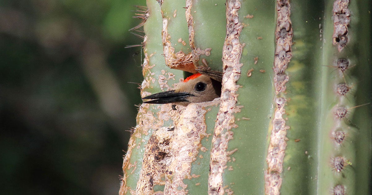 House Hunting Is a Prickly Affair in the Arizona Desert | Audubon