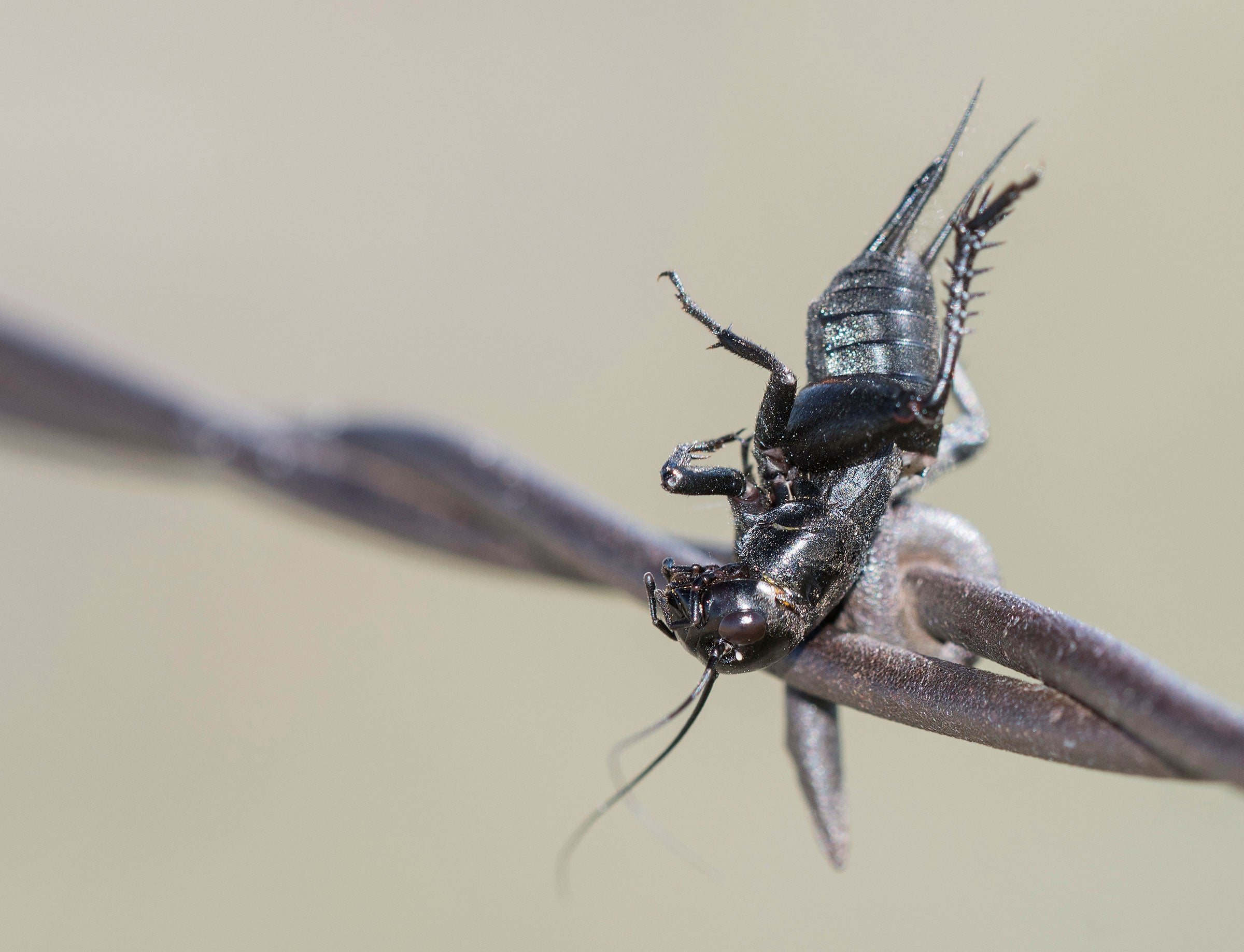 Fall field cricket. Rachel Hopper