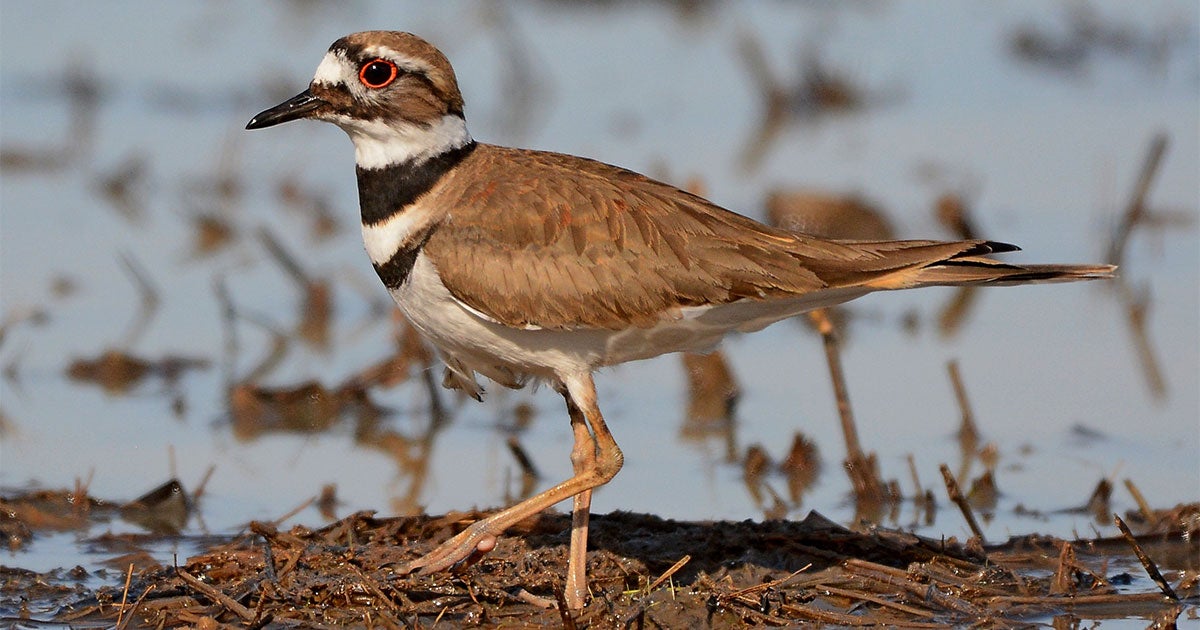 Five Audubon Chapters Awarded with Western Water Grants Audubon