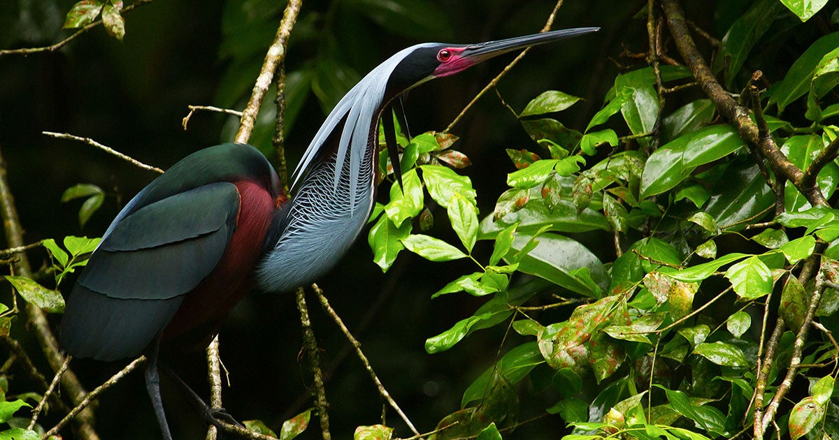 Beautiful Agami Heron