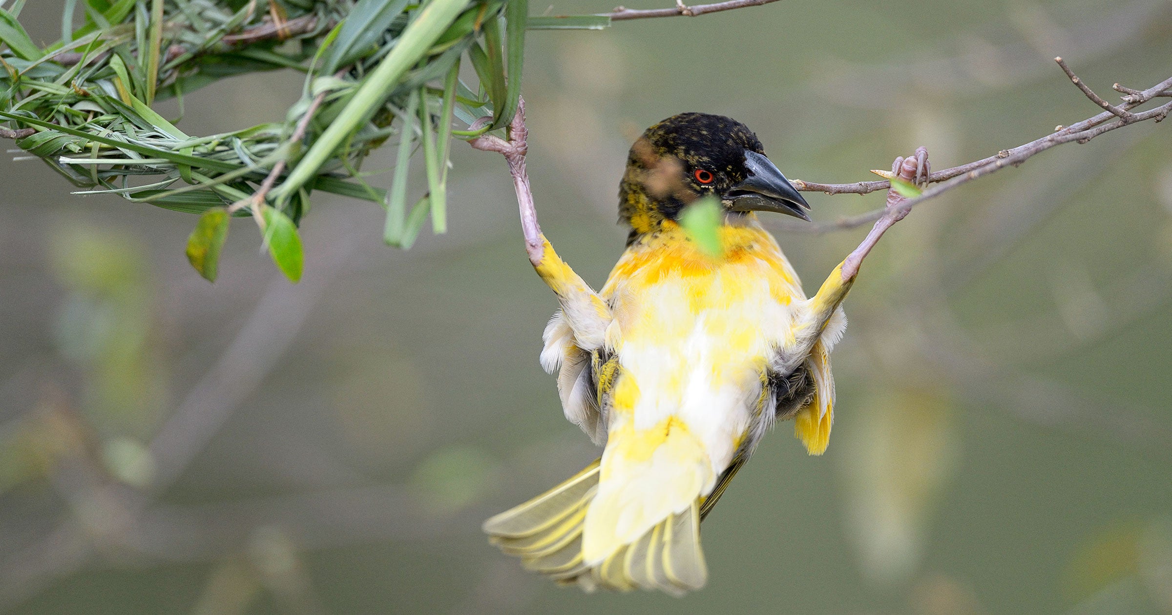 Five Father's Day Lessons From Really Great Bird Dads | Audubon