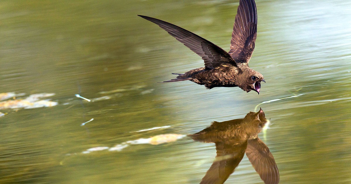 How Do Birds Drink on the Fly? | Audubon