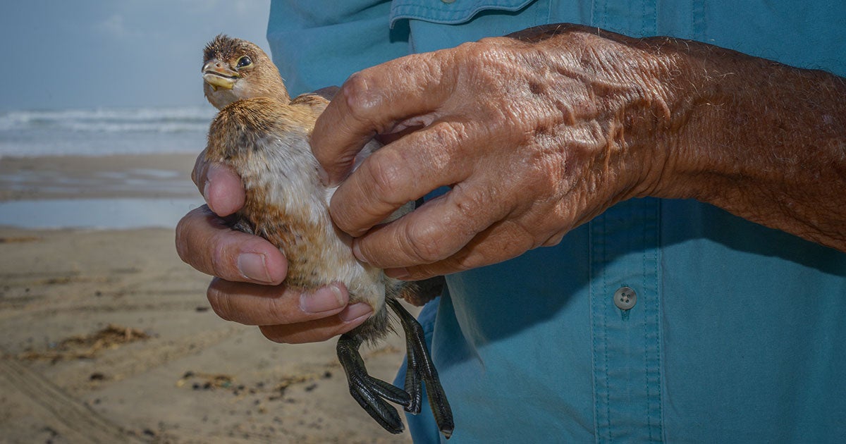 A Life Dedicated to Saving Sea Turtles and Shorebirds | Audubon