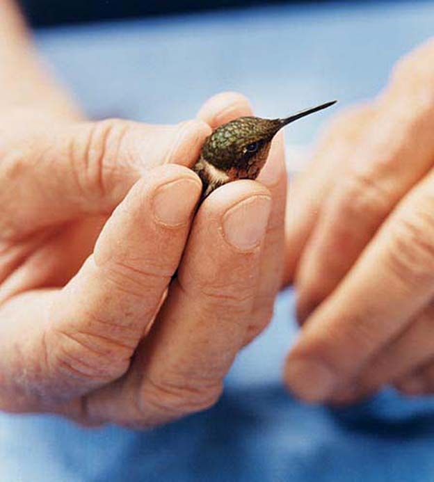 Humming Bands Banding Hummingbirds to Solve their Mysterious Ways | Audubon