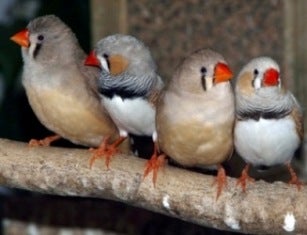 Zebra Finches