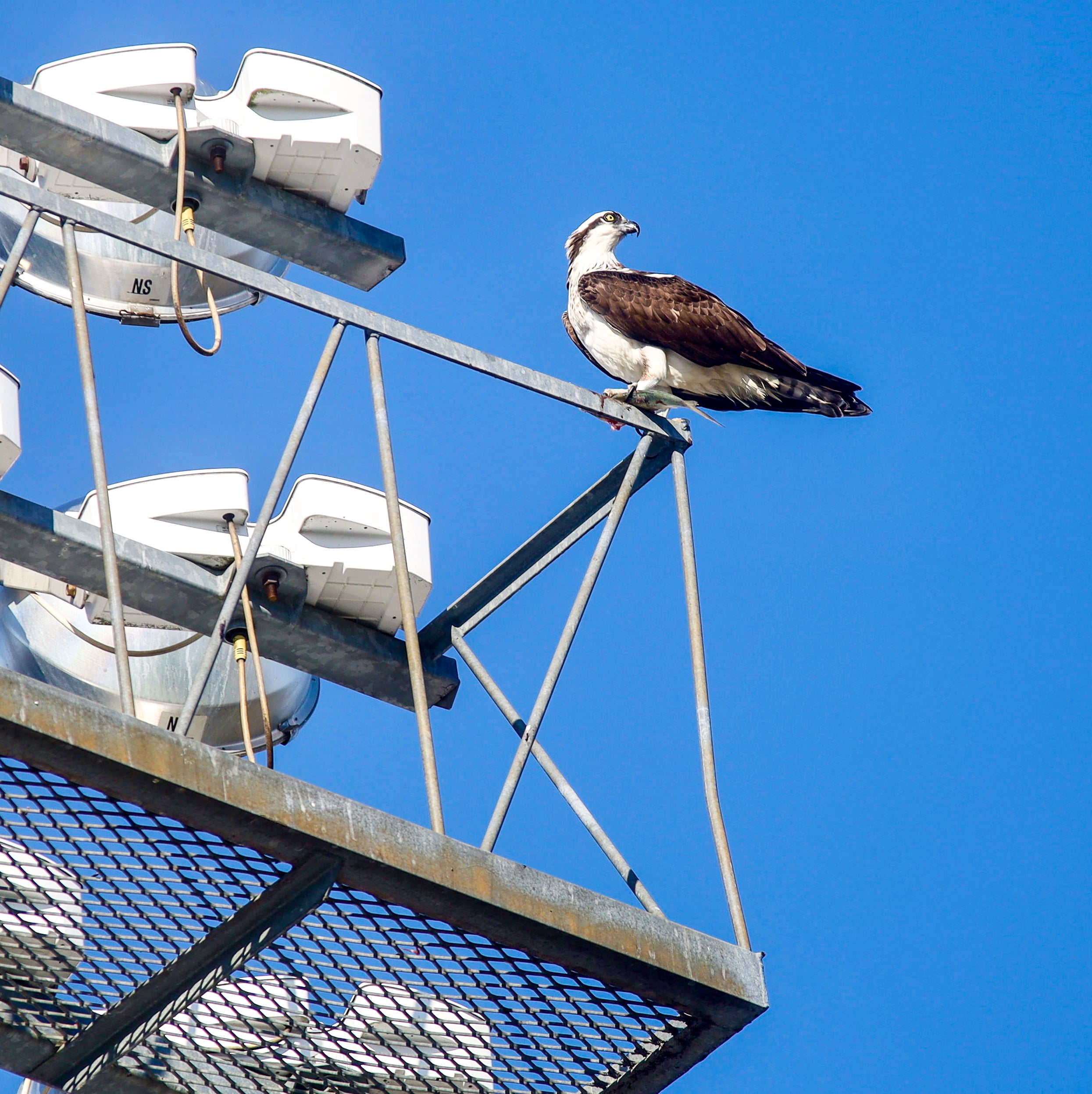 The bird that sparked McKerrow's project, an Osprey eating a midday snack. Courtesy of Joshua McKerrow
