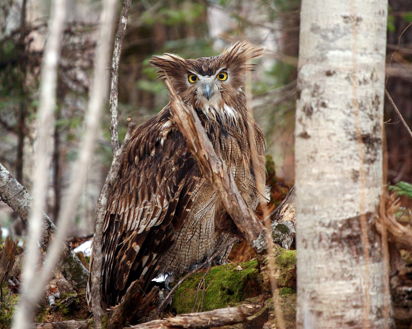 Blakistons Fish Owl Blakiston s Fish Owl We Were Incredibly Lucky blakistons-fish-owl-blakiston-s-fish-owl-we-were-incredibly-lucky