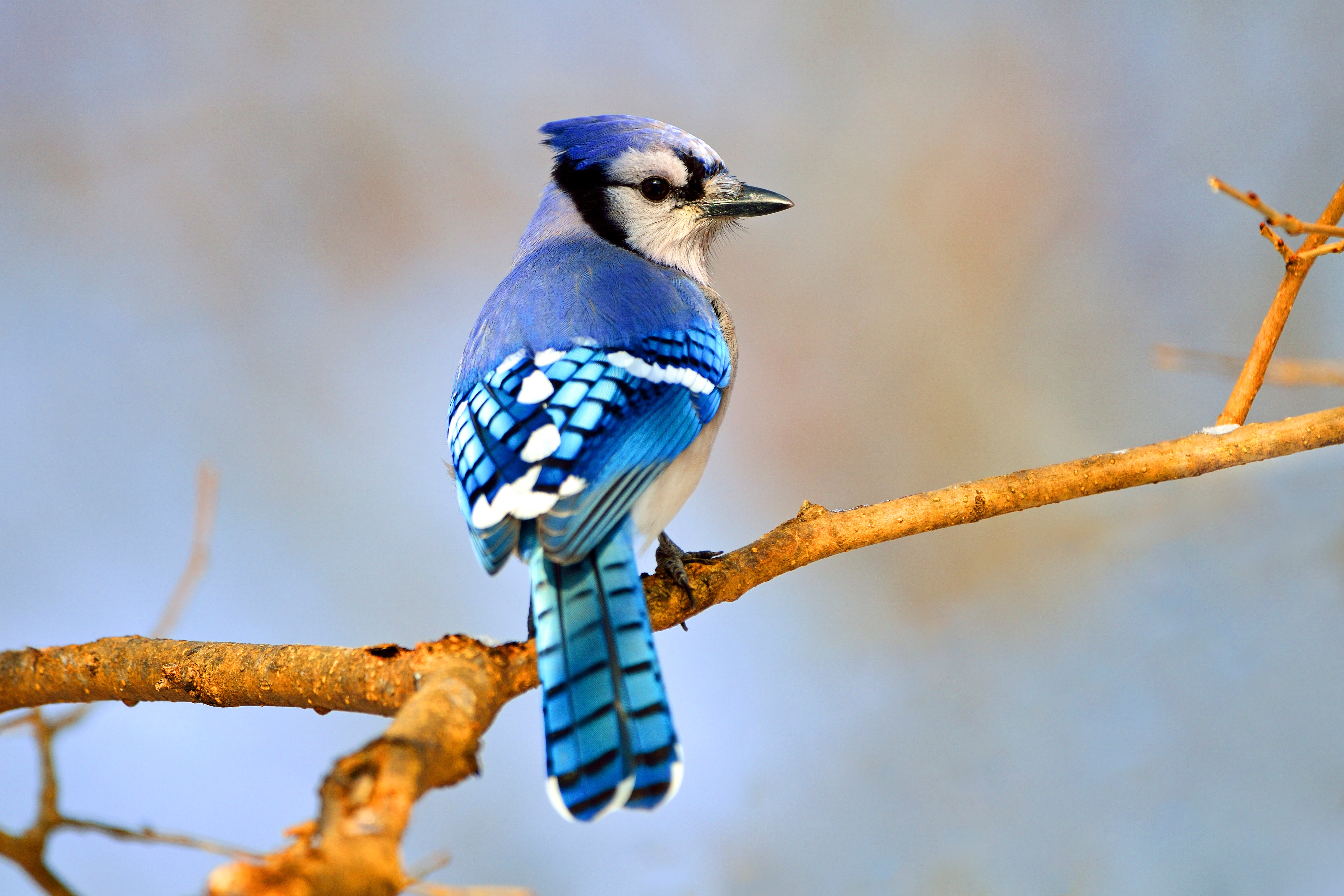 Blue Jay. Brian Kushner/Audubon Photography Awards