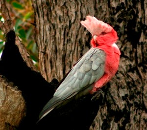 Are you talkin' to me? Wild galahs and other parrots are speaking up all over Australia.