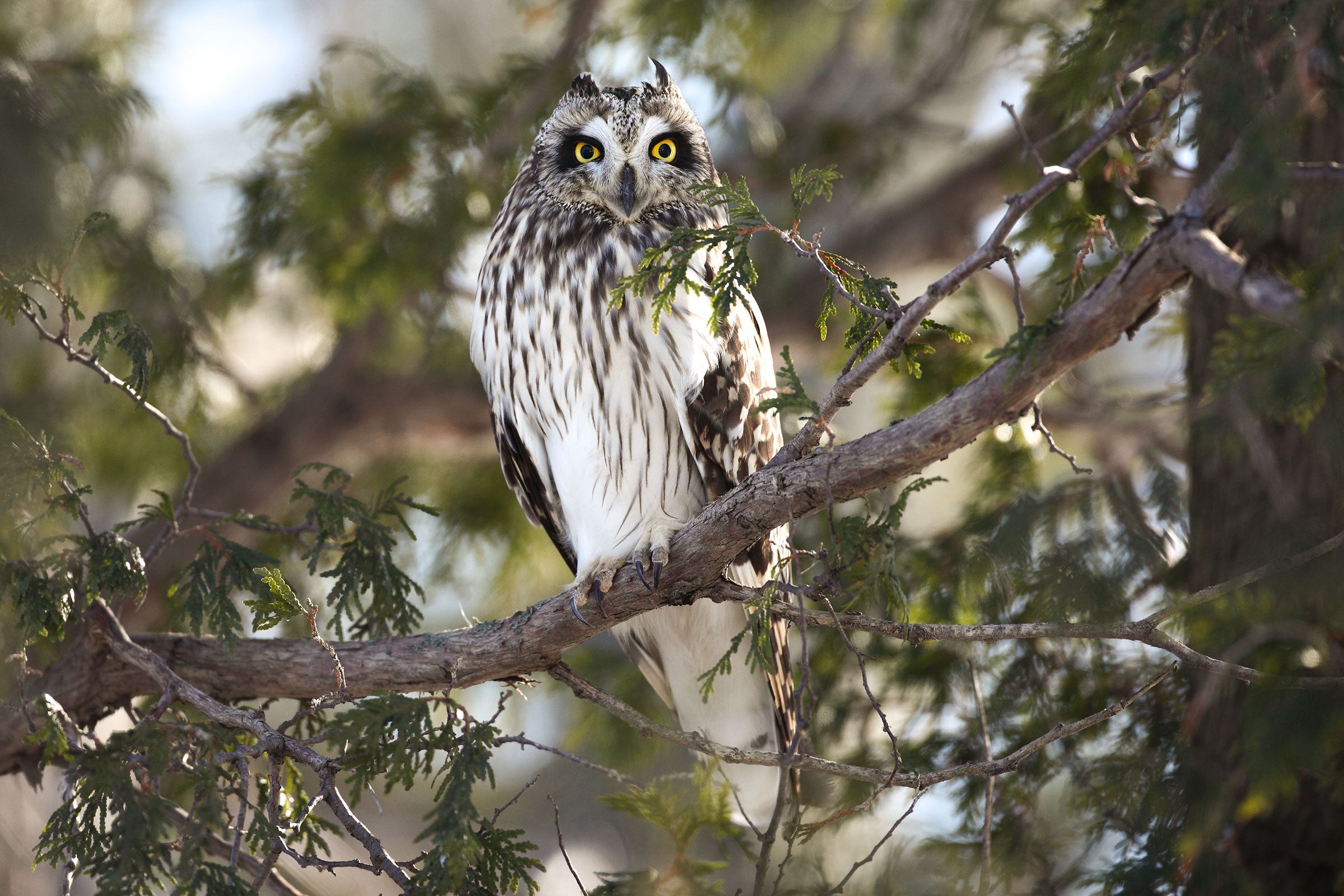 Short-eared Owl. Sandra and Frank Horvath/Great Backyard Bird Count