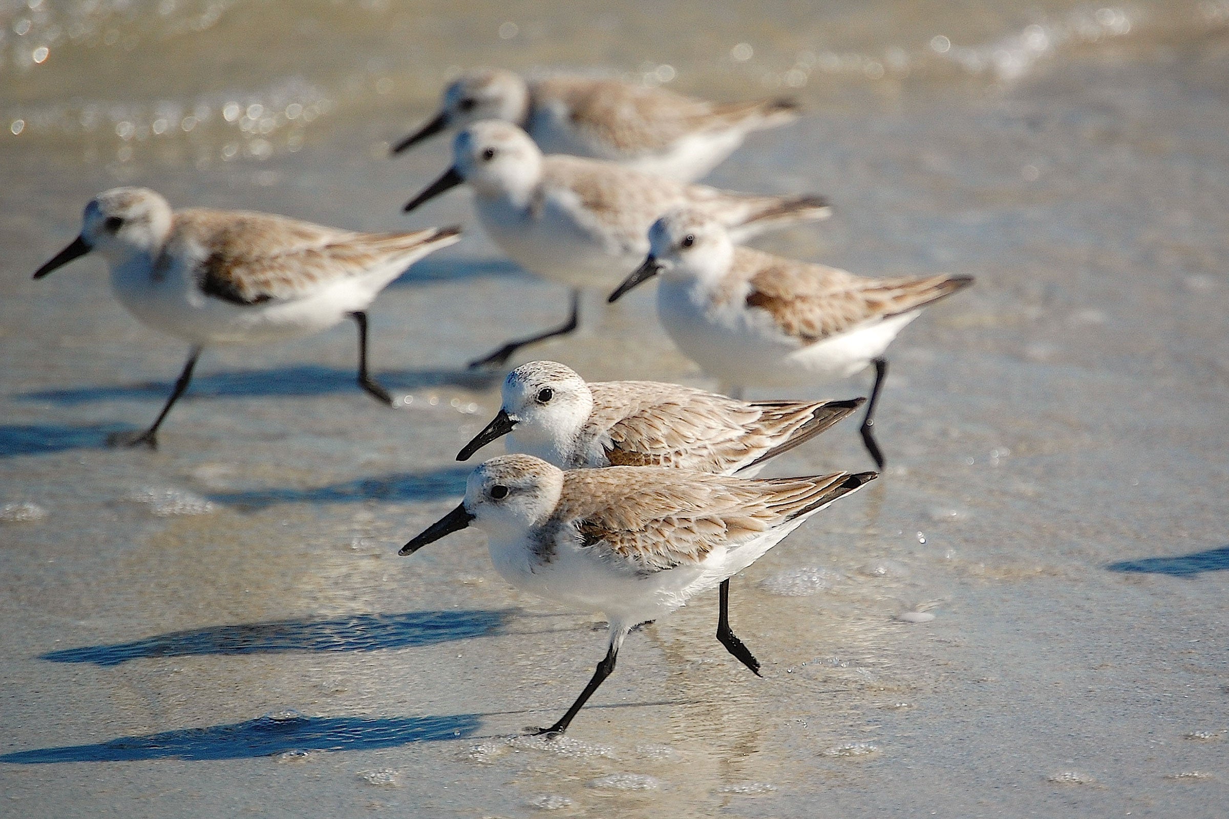 Sanderlings Speed Along the Ocean's Edge Audubon