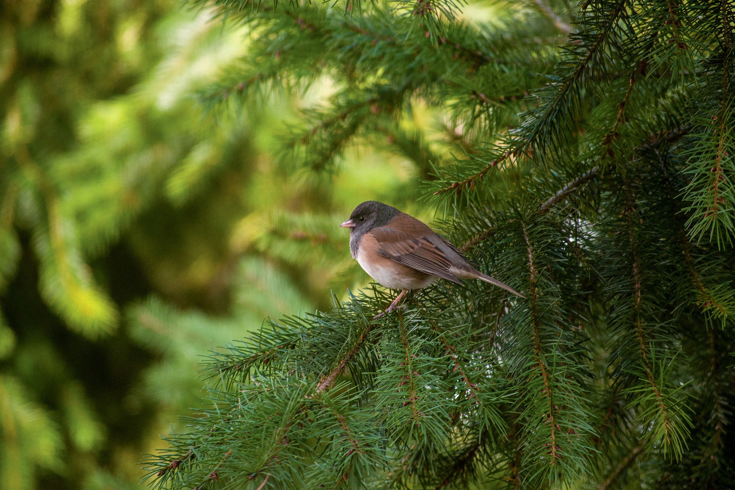 Dark-eyed Junco. Rebecca Fackrell/Great Backyard Bird Count