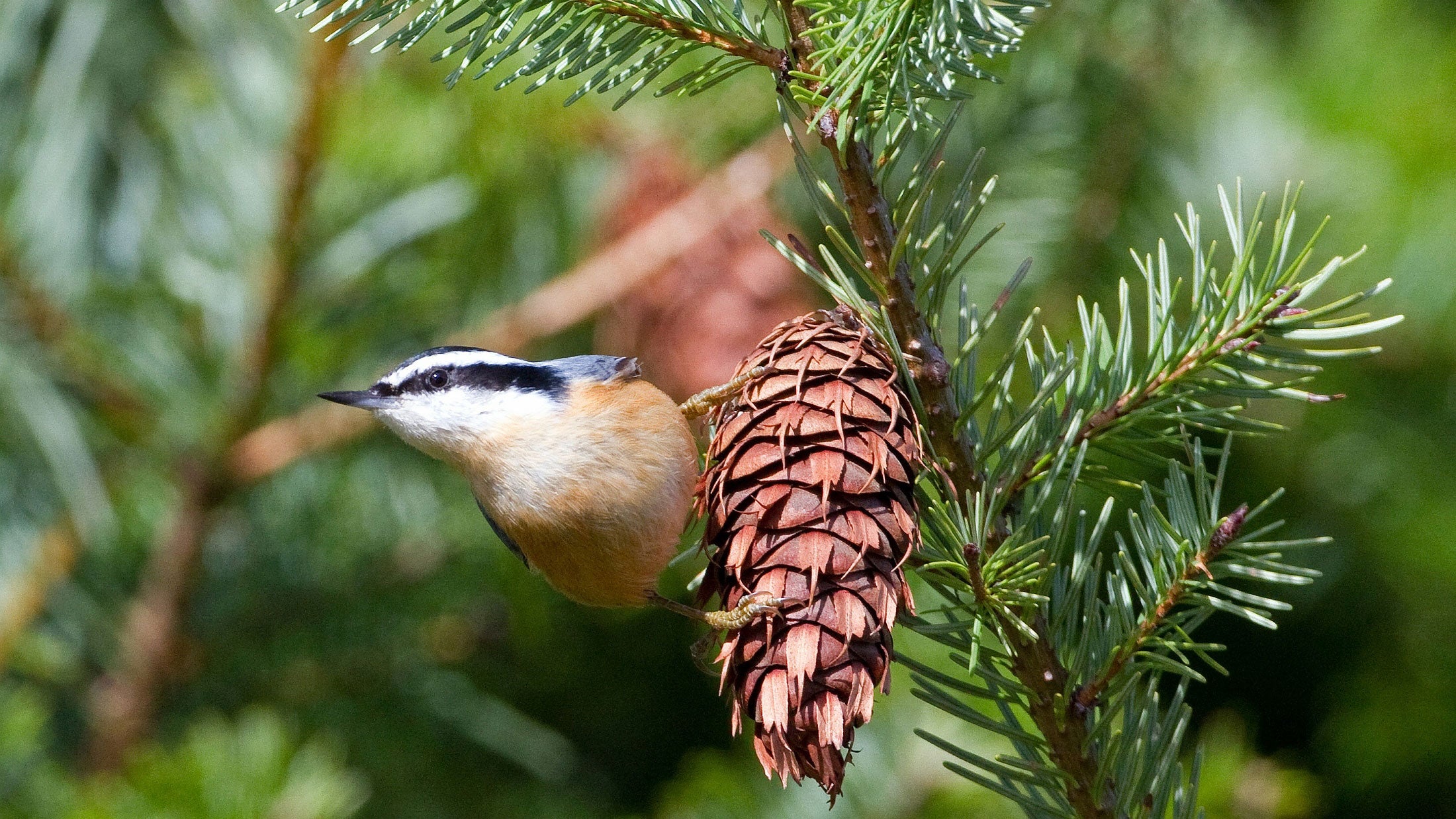 Red-breasted Nuthatch. Lois Miller/Great Backyard Bird Count