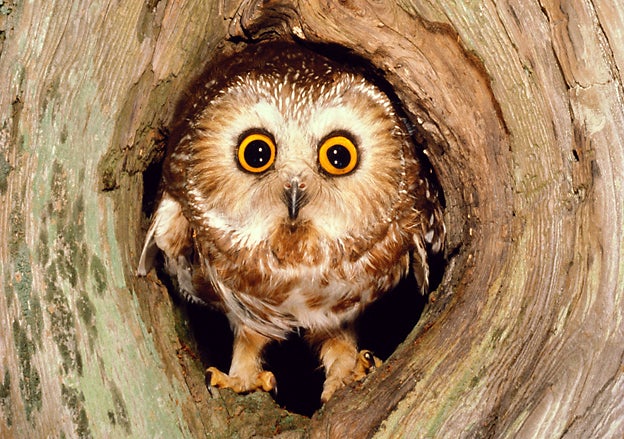 Northern saw-whet owl in a tree cavity. Photograph by Art Wolfe/Getty Images