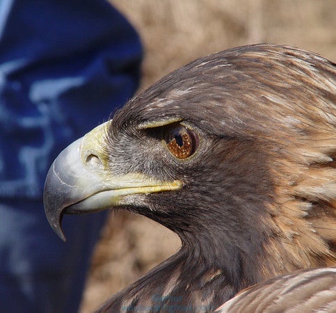 Golden Eagle 45 Peggy Riemer