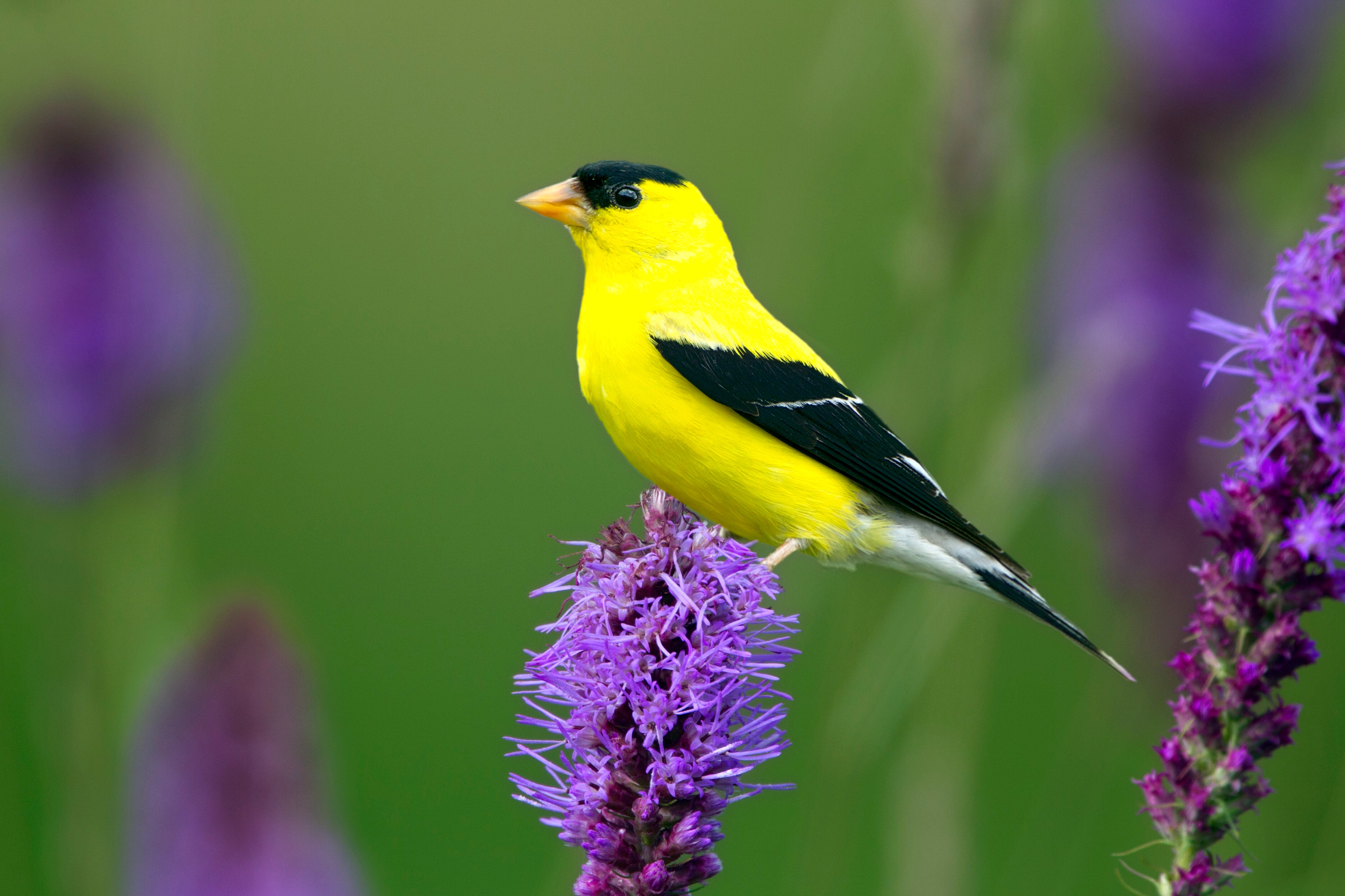 American Goldfinch on blazing star. Dave Maslowski