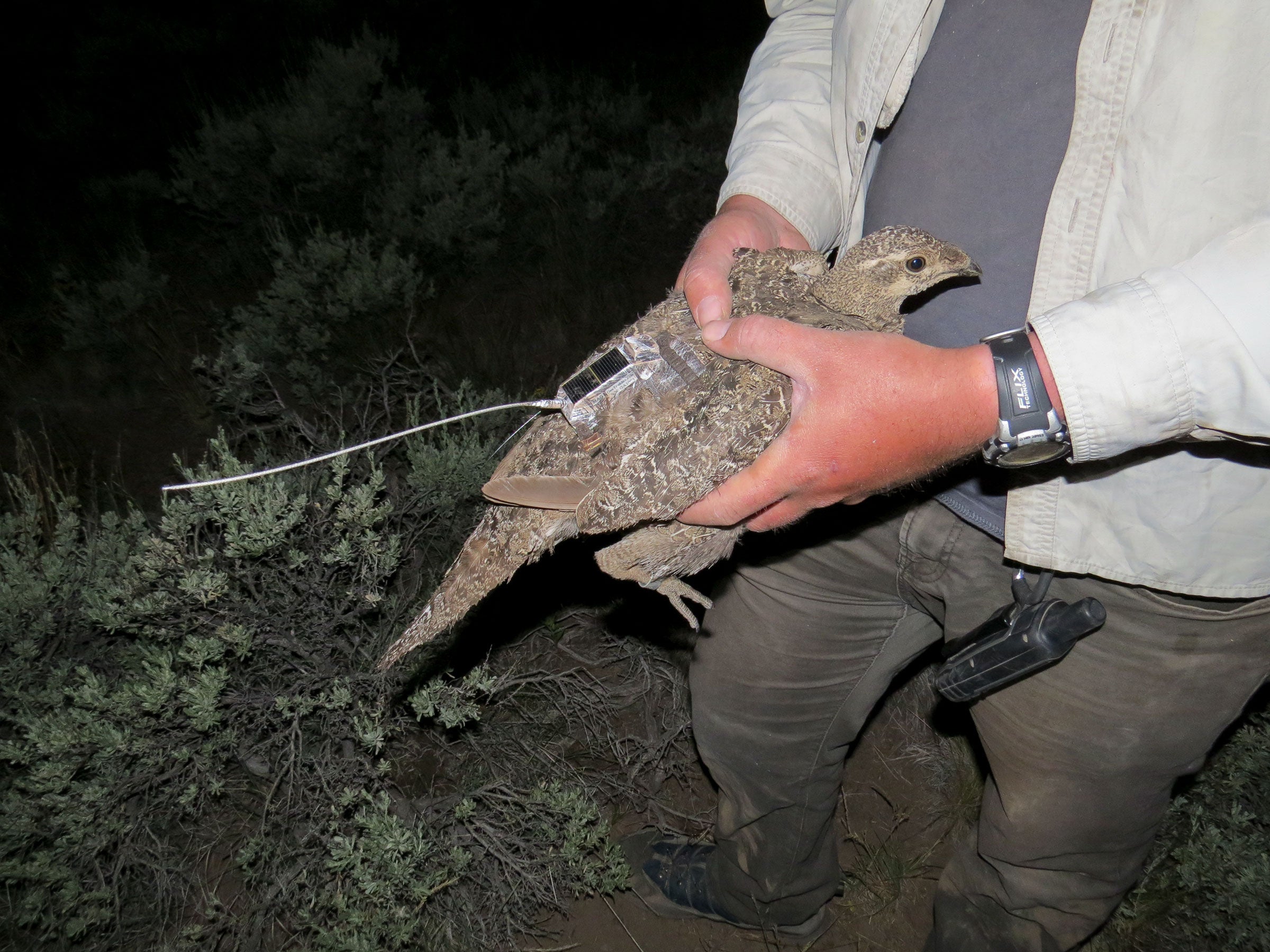 Greater Sage-Grouse hen wearing a GPS transmitter. Andrew Olsen