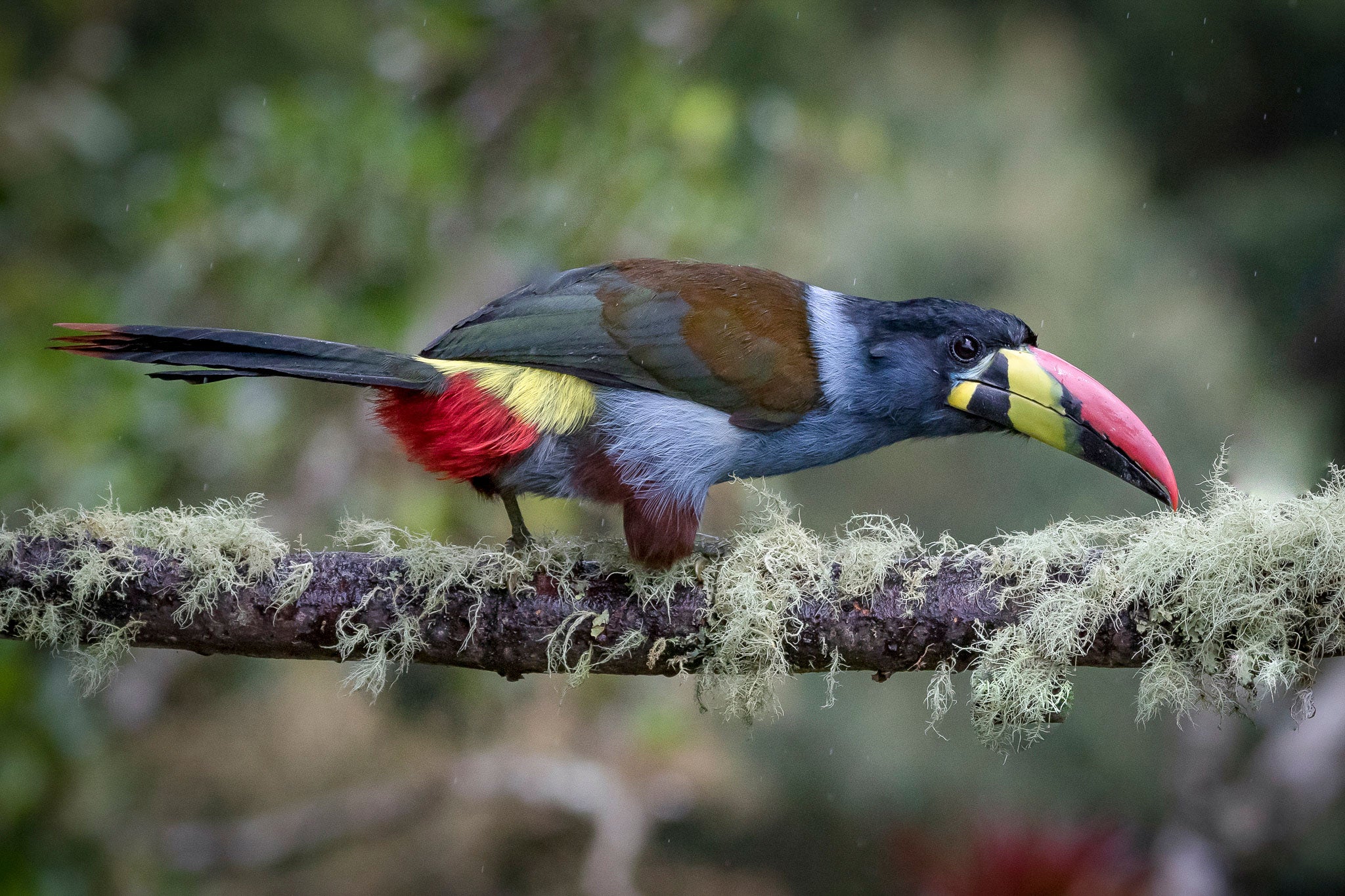 This multi-colored toucan is named for its gray breast feathers.