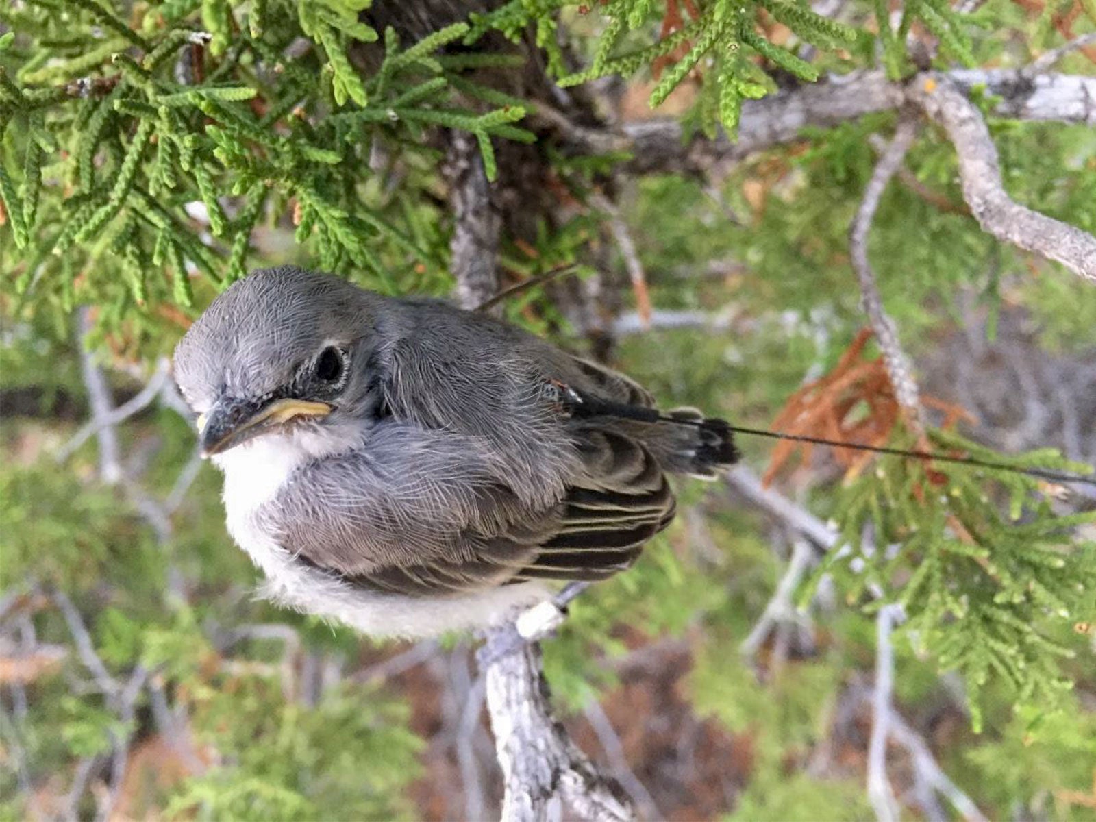 Gray Vireo fledgling wearing a radio transmitter. Silas Fischer