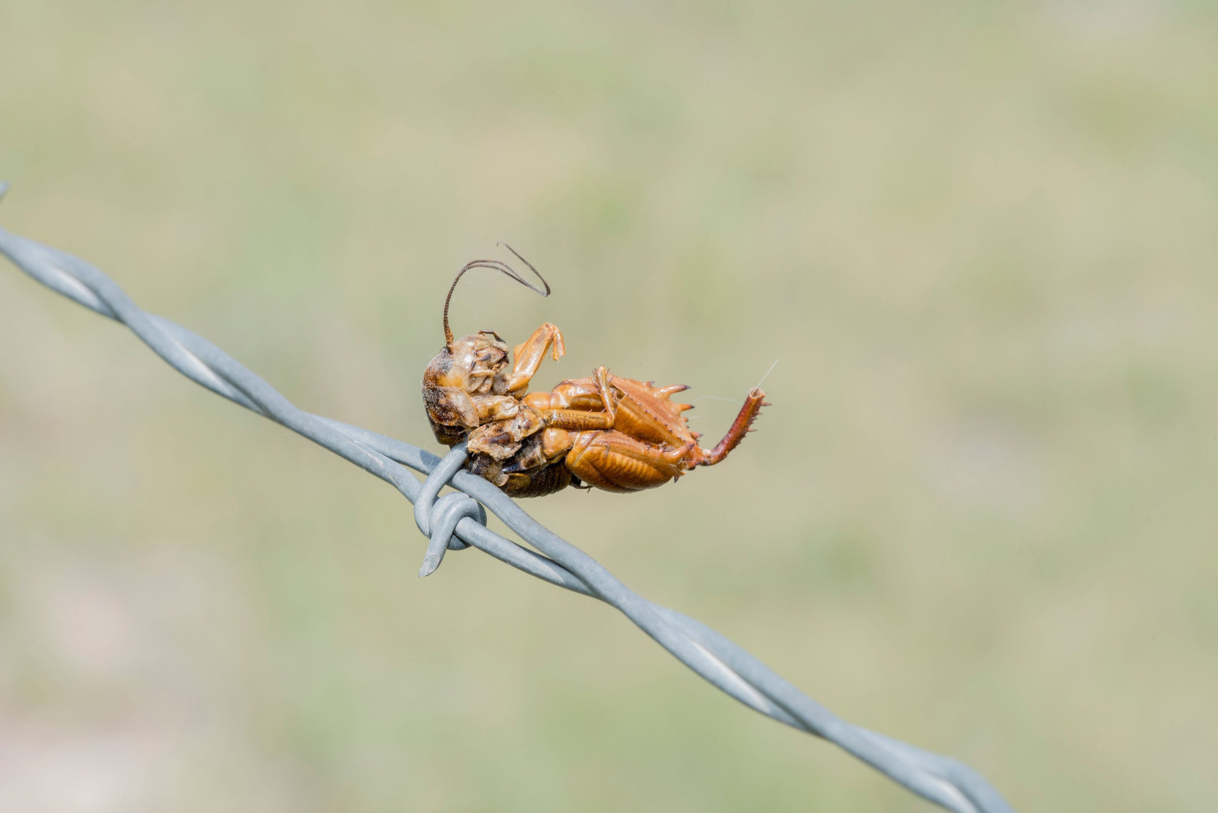 Great Plains camel cricket. Rachel Hopper
