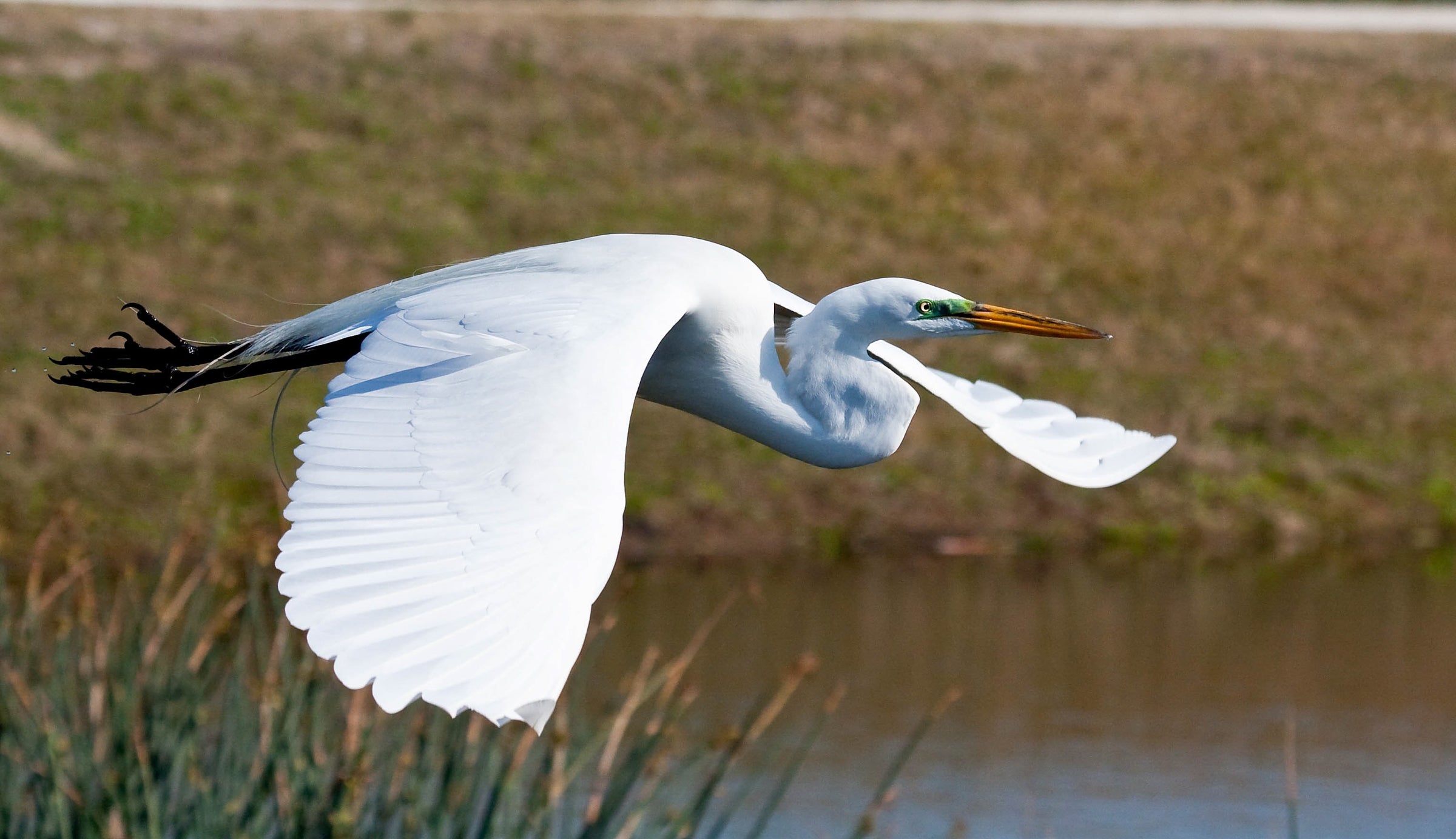 Great Egret | Mark Eden/GBBC