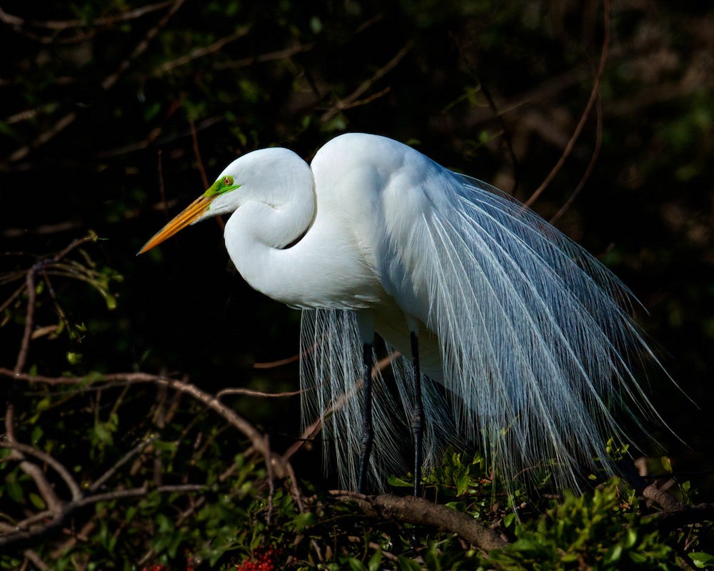 Great Egret | Mary Lundenberg/�ԹϺ��� Photography Awards