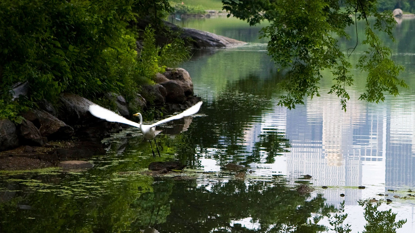 A Great Egret takes off from one of Central Park's water bodies, which are visited by dozens of waterbird species. Photo: Francois Portmann