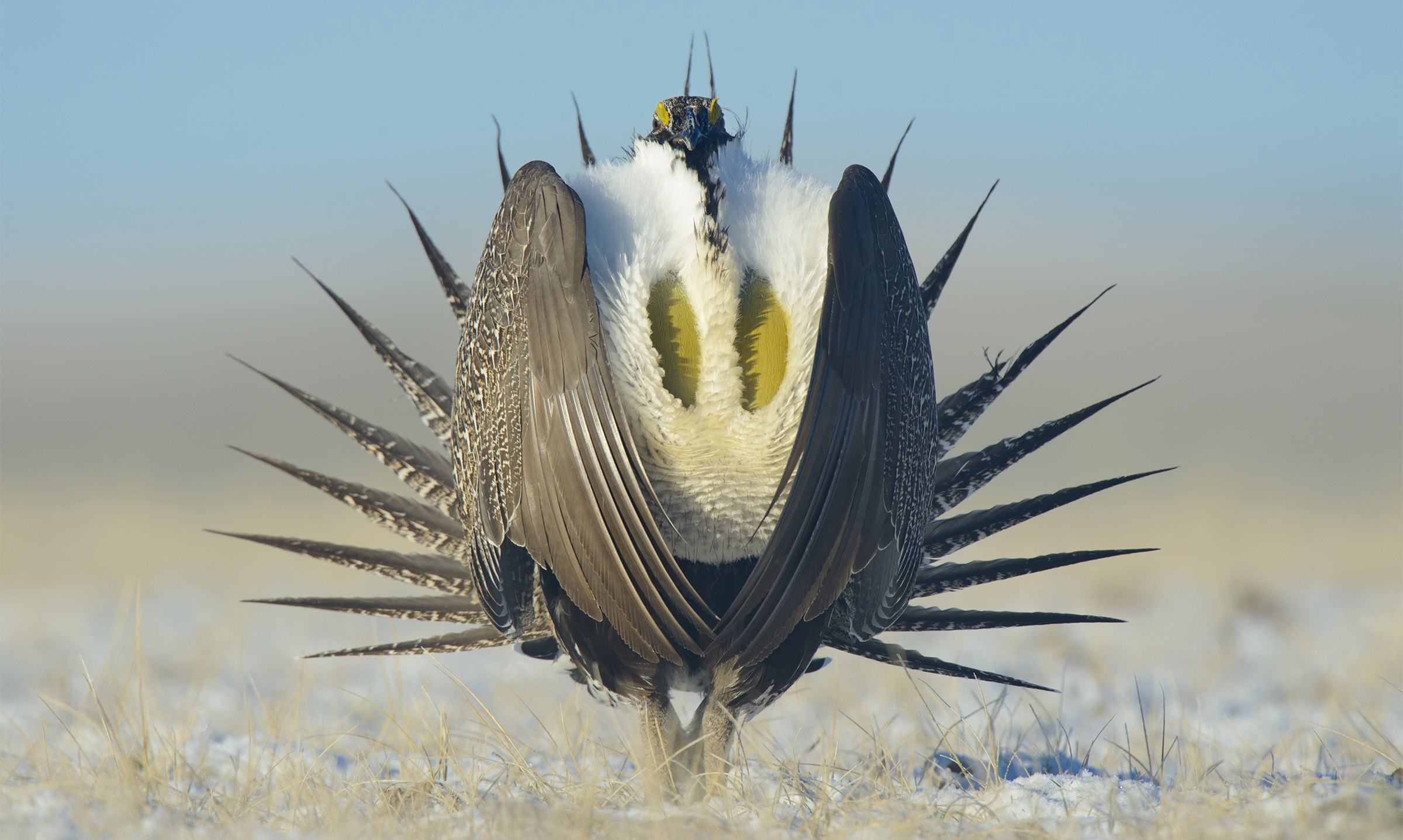 Greater Sage Grouse Audubon greater-sage-grouse-audubon
