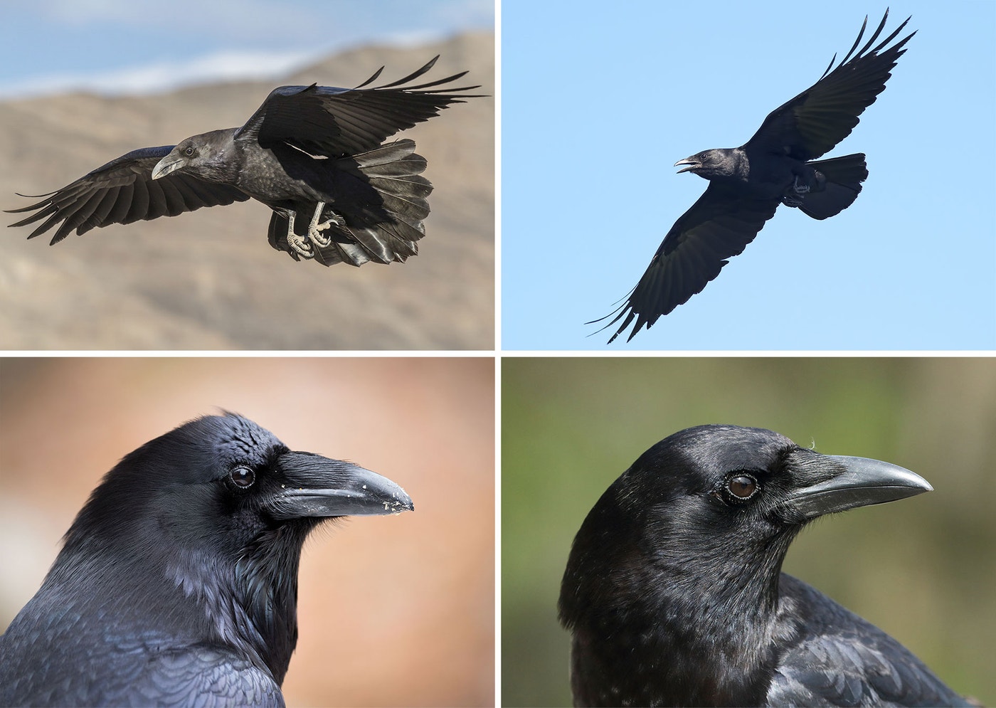 Photos clockwise from top left: Common Raven, Ed Oakes/Audubon Photography Awards; American Crow, Brian Kushner; American Crow, Arend Trent/iStock; Common Raven, Andrew Lunt/Audubon Photography Awards