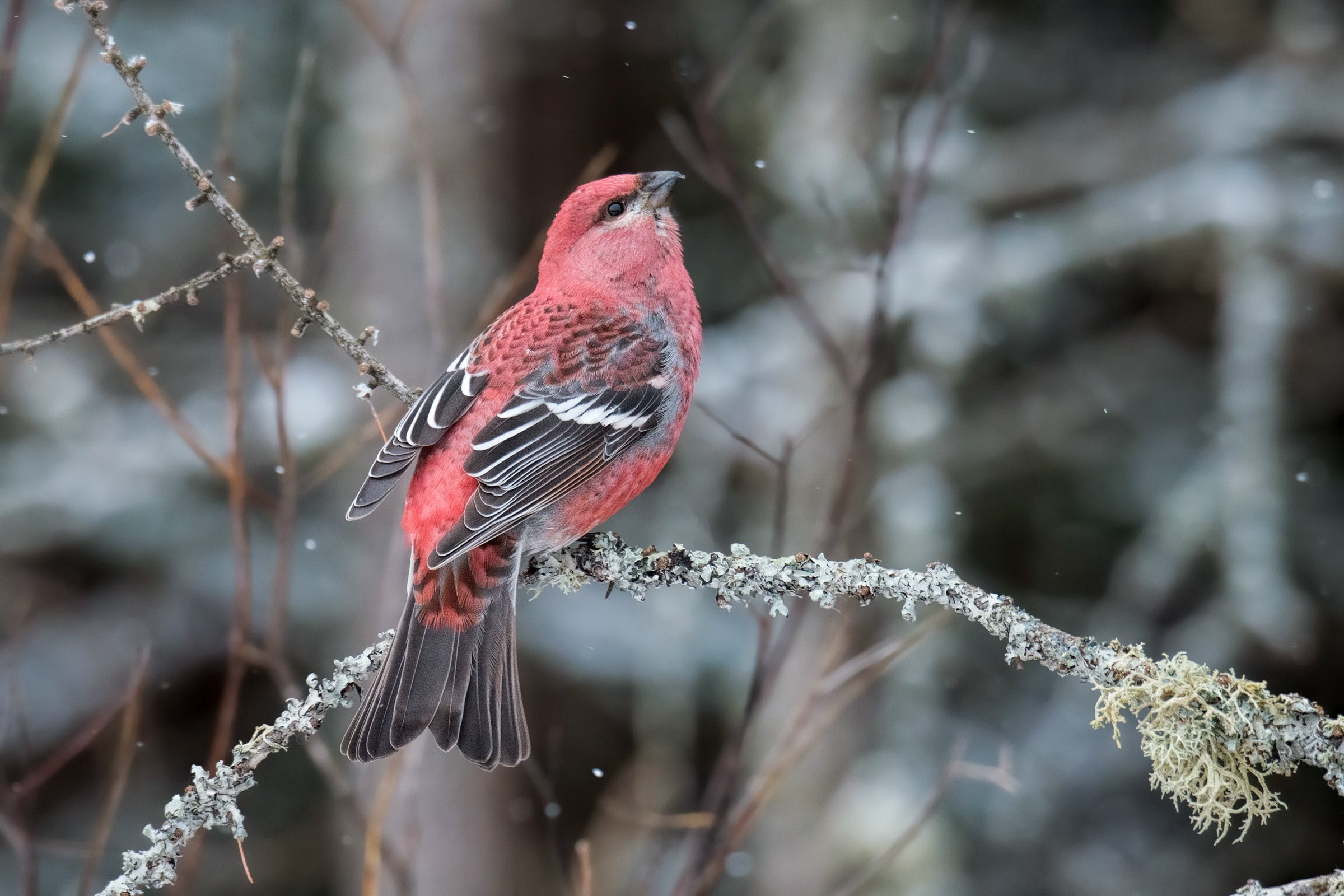 Pine Grosbeak Male  イッタラ バード オイバトイッカ イッタラ バード Pine Grossbeak Male