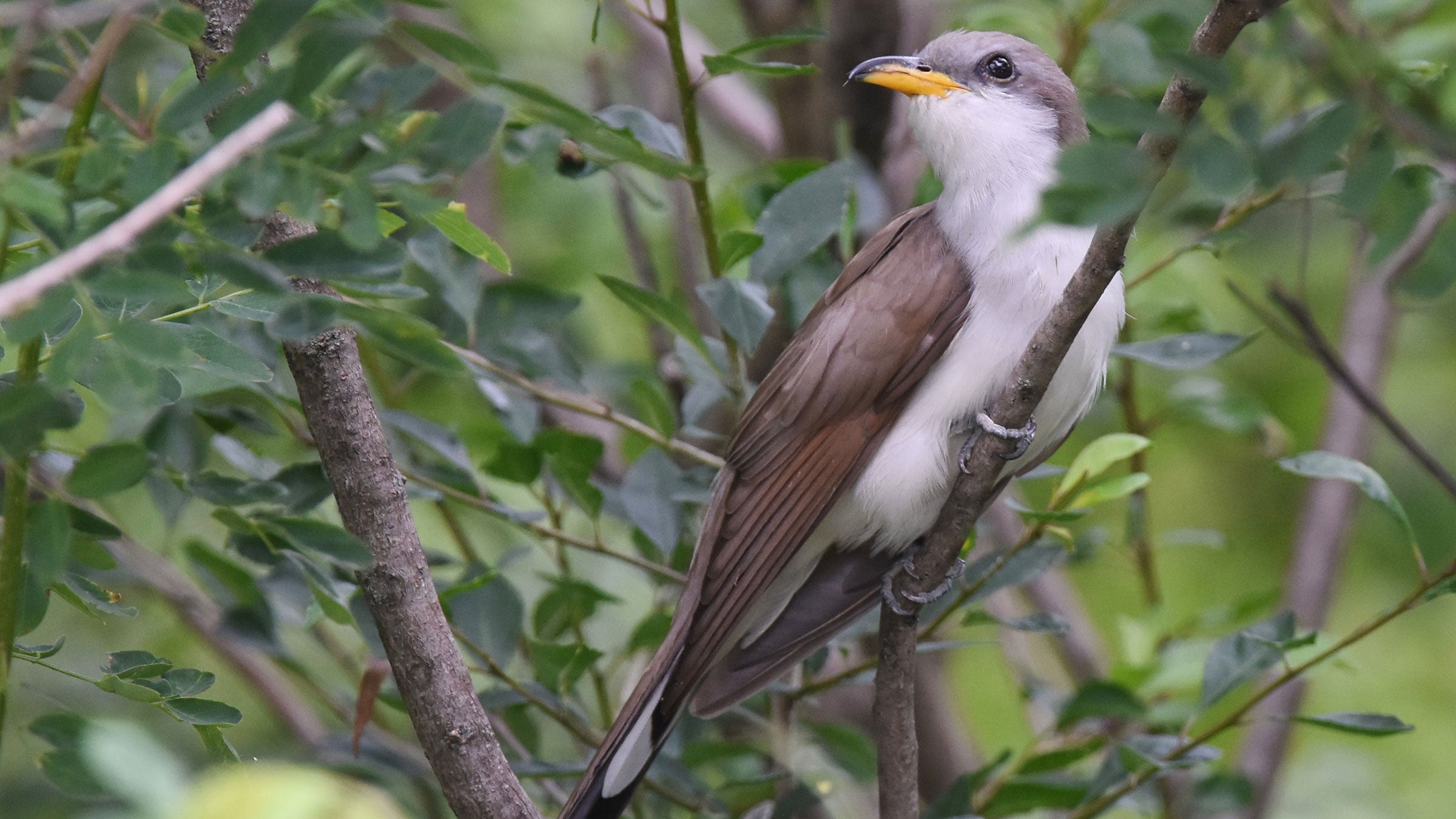 Yellow-billed Cuckoo. Andy Reago and Chrissy McClarren/Flickr (CC BY 2.0)