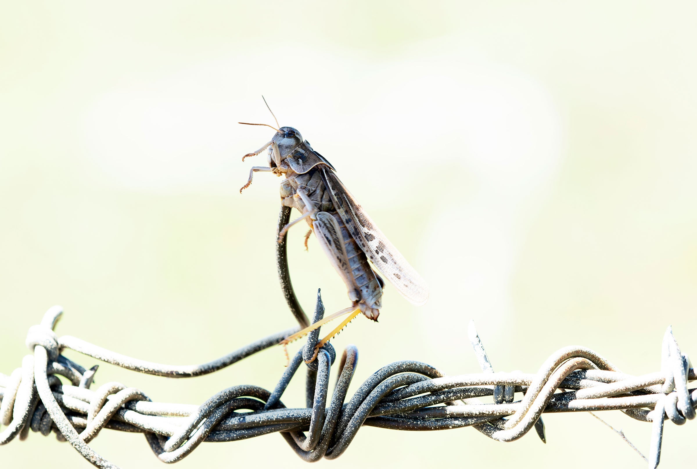 Haldemans grasshopper. Rachel Hopper