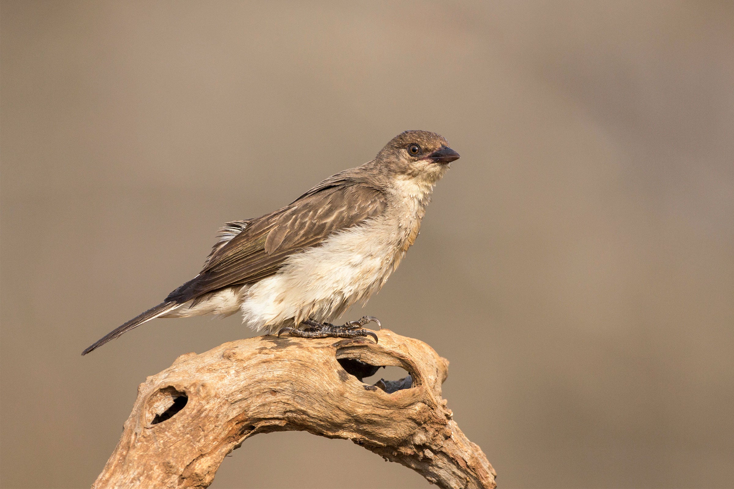 Greater Honeyguide. Ann and Steve Toon/Alamy