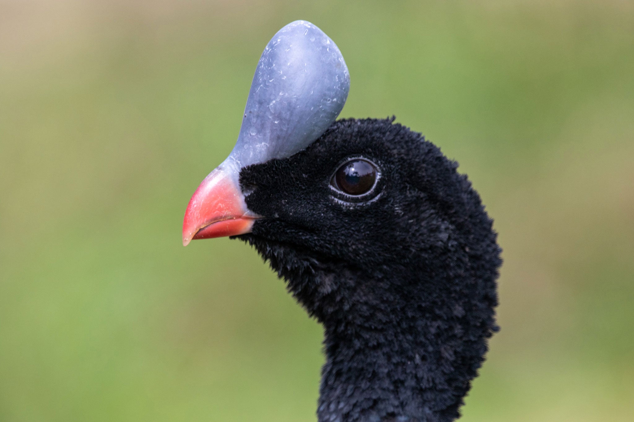 This close-up side profile of a large black bird shows off its the blue-gray helmet on its forehead and small, stout red bill.