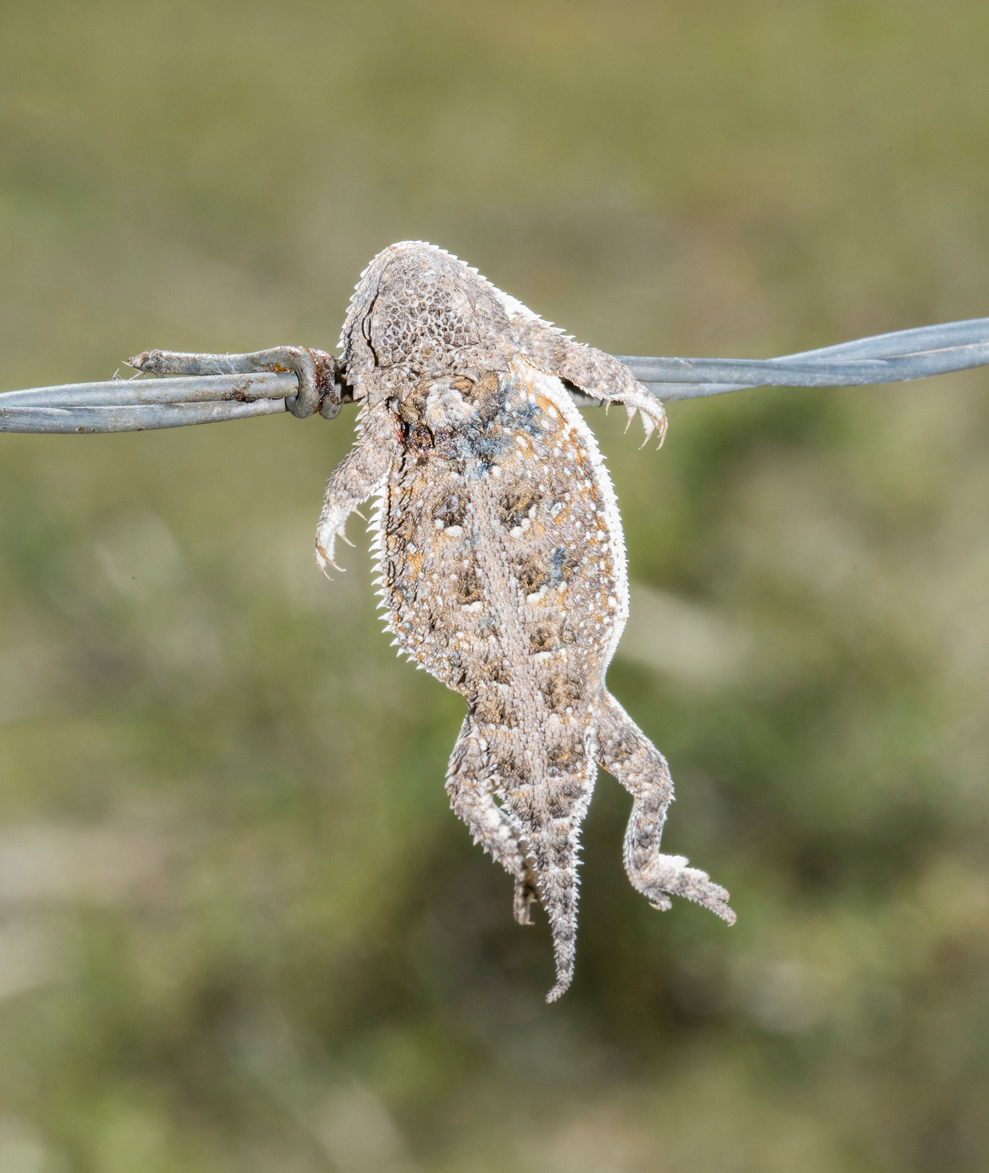 Hernandez's short-horned lizard. Rachel Hopper