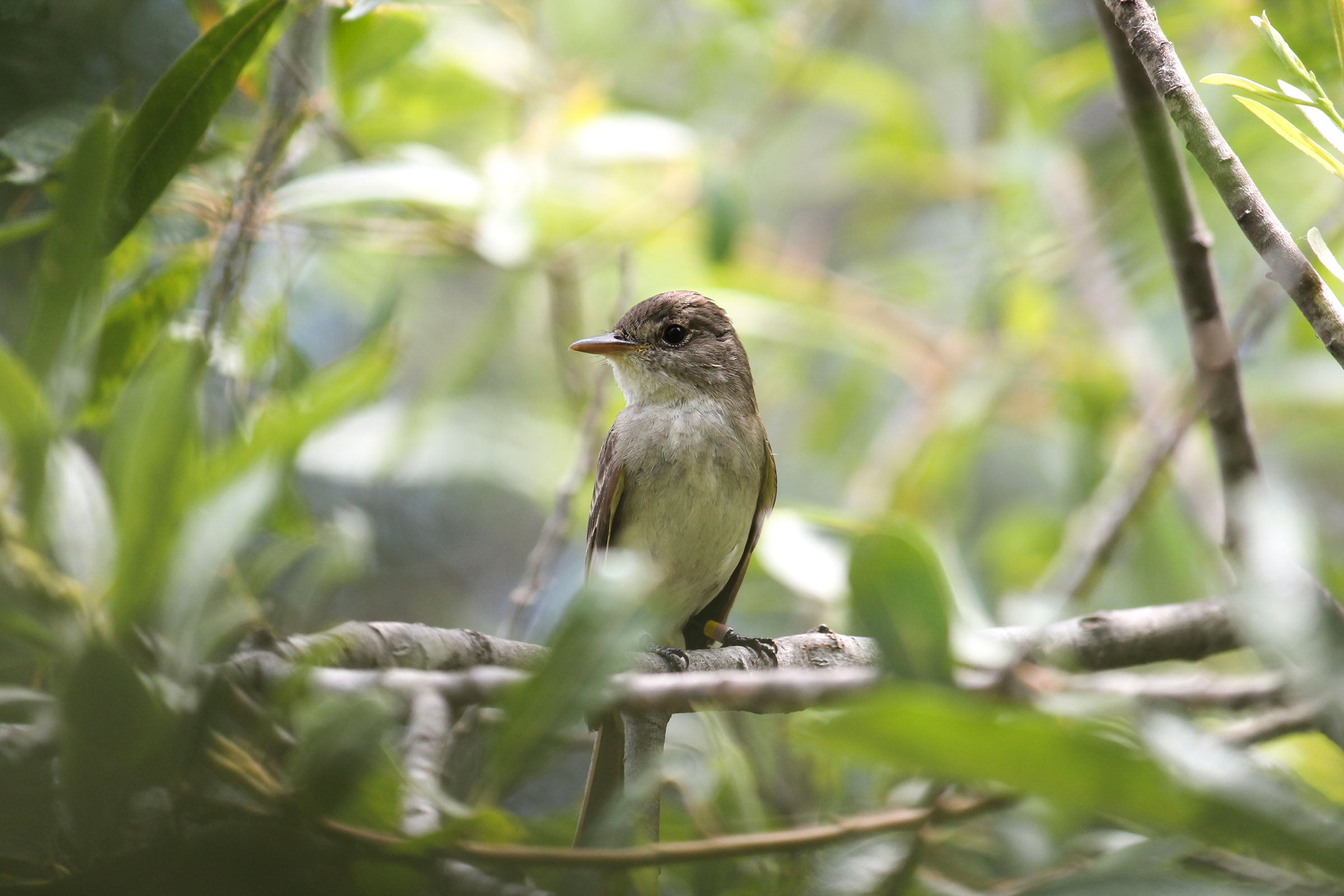 The endangered Southwestern Willow Flycatcher relies on the Rio Grande's thirsty cottonwood forests. Scarlett Howell/USGS