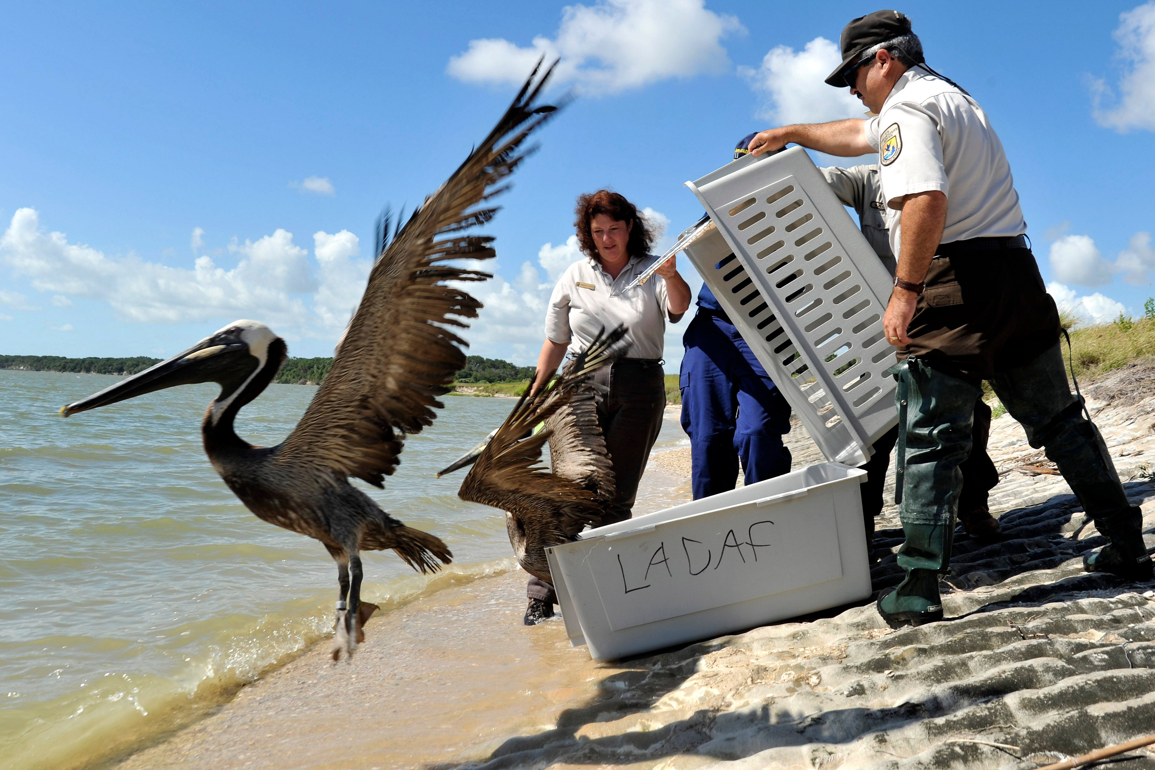 Rehabilitated Brown Pelicans are released in Port Aransas, Texas in June 2010. Petty Officer 3rd Class Robert Brazzel/U.S. Coast Guard