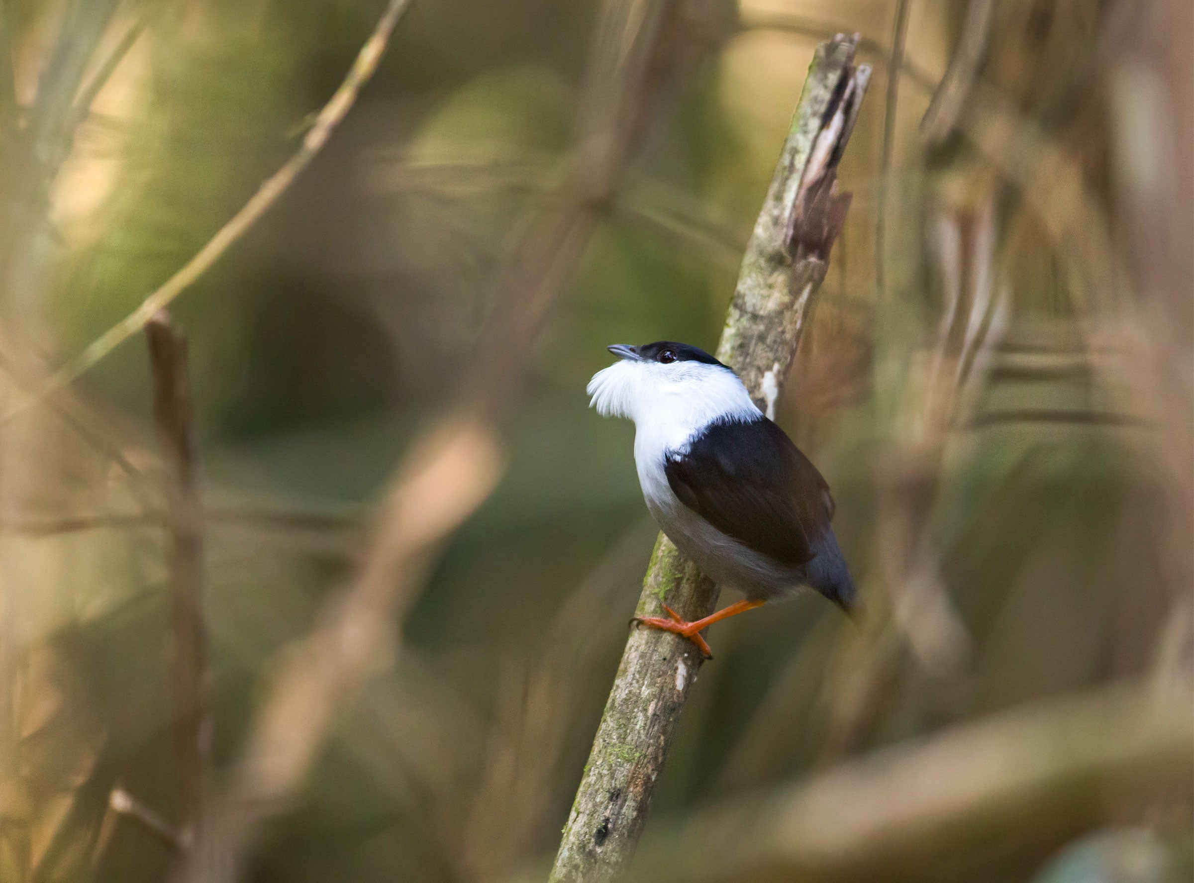 When they're feeling lekky, White-bearded Manakins gather in groups to snap, crackle, and pop their feathers. National Geographic Creative/Alamy