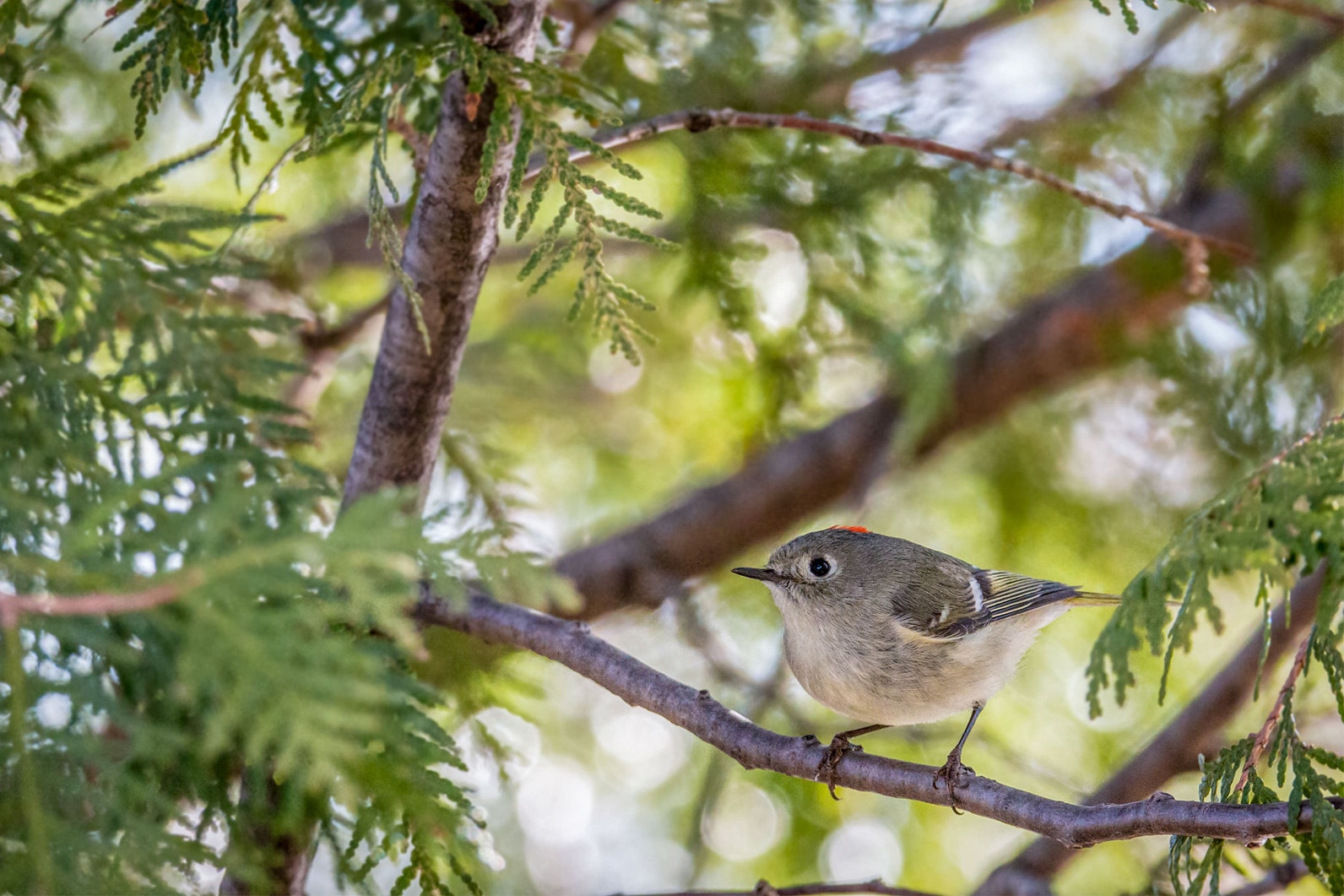Spring Bird Migration and the Indigenous Stewardship That Sustains It ...