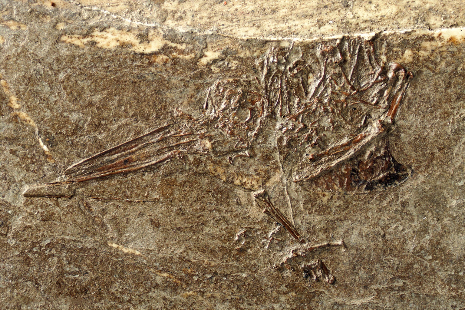 Dug up by private collectors in Frauenweiler, Germany, Eurotrochilus inexpectatus was identified as an ancient hummingbird, largely by the structure of its wings. Sven Tränkner/Senckenberg Research Institute